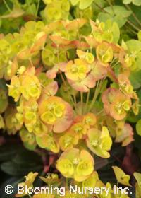 Euphorbia amygdaloides 'Orange Grove'